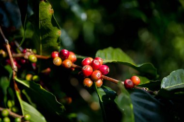 Çiftçi konsepti olgunlaşmış kahve tohumu robusta arabica üzümü. Taze yeşil yapraklı fasulye. Turuncu ekin sarı böğürtlen.