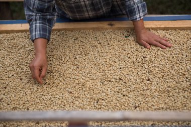 Çiftçi konsepti. Olgun kahve tohumu. Robusta arabica üzümü. Taze yeşil yaprak çekirdeği.