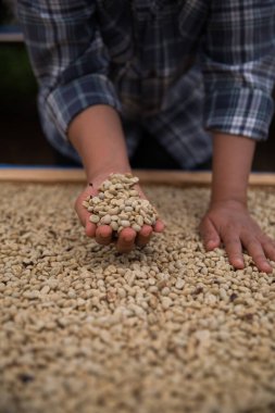 Çiftçi konsepti. Olgun kahve tohumu. Robusta arabica üzümü. Taze yeşil yaprak çekirdeği.