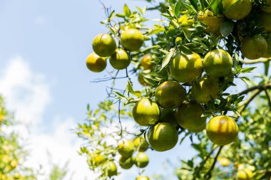 İş dünyasının doğası narenciye bahçesinin etrafında dönüyor. Portakal ağacı büyüyor, canlı, organik yapraklar sersemletici bir zemin oluşturuyor, dallarla dolu gelişen yeşil bir bahçe.