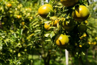 İş dünyasının doğası narenciye bahçesinin etrafında dönüyor. Portakal ağacı büyüyor, canlı, organik yapraklar sersemletici bir zemin oluşturuyor, dallarla dolu gelişen yeşil bir bahçe.