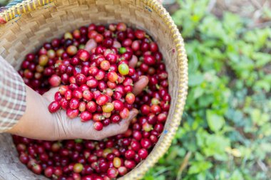Yakın el hasadı kırmızı kahve tohumu robusta arabica üzümü, kahve çiftliği hasadı. Eller kahve hasadı yapar. Kırmızı böğürtlen eker. Yeşil eko organik çiftlikte taze tohum ağacı yetişir.