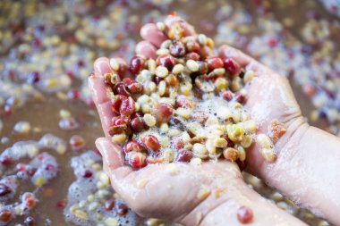 Yakın el hasadı kırmızı kahve tohumu robusta arabica üzümü, kahve çiftliği hasadı. Eller kahve hasadı yapar. Kırmızı böğürtlen eker. Yeşil eko organik çiftlikte taze tohum ağacı yetişir.