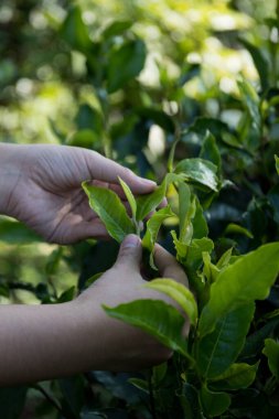 Taze yeşil çay hasadı üzerine kurulu iş konsepti organik çiftliği yeşil bahçeli sağlıklı bitki ağacı yapraklı eko bitkisel çiftçi yaprağı bulanık bitki örtüsü doğal bitkisel bitki örtüsü