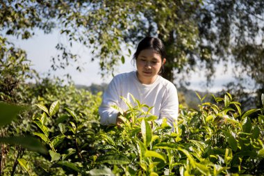 Taze yeşil çay hasadı üzerine kurulu iş konsepti organik çiftliği yeşil bahçeli sağlıklı bitki ağacı yapraklı eko bitkisel çiftçi yaprağı bulanık bitki örtüsü doğal bitkisel bitki örtüsü