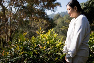 Taze yeşil çay hasadı üzerine kurulu iş konsepti organik çiftliği yeşil bahçeli sağlıklı bitki ağacı yapraklı eko bitkisel çiftçi yaprağı bulanık bitki örtüsü doğal bitkisel bitki örtüsü