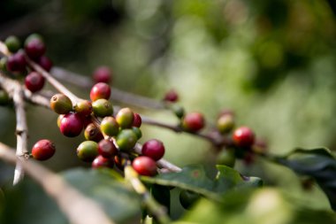 Çiftçi konsepti olgunlaşmış kahve tohumu robusta arabica üzümü. Taze yeşil yapraklı fasulye. Turuncu ekin sarı böğürtlen.