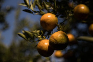 Ticari tarım portakal kavramı doğa meyve narenciye meyve bahçesi mandarin ağacı, canlı organik gür yapraklar arka planda çiftçi yeşil bahçe yaprağı olgun dallar bitki çiftçilik büyümesi yakın.