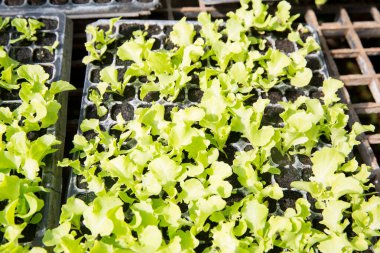 Akıllı tarım tohumu yeşillik ot teknikleri sağlar hidroponik salata sebzeler taze sürdürülebilir tarım sağlıklı beslenme desteği sağlar yerel toplum gmo olmayan çiftçi