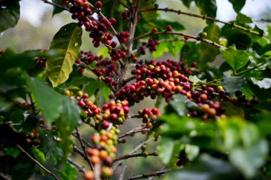 Çiftçi konsepti olgunlaşmış kahve tohumu robusta arabica üzümü. Taze yeşil yapraklı fasulye. Turuncu ekin sarı böğürtlen.
