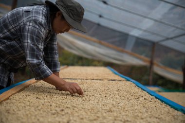 Çiftçi konsepti. Olgun kahve tohumu. Robusta arabica üzümü. Taze yeşil yaprak çekirdeği.