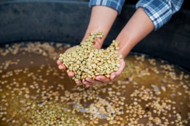 Çiftçi konsepti. Olgun kahve tohumu. Robusta arabica üzümü. Taze yeşil yaprak çekirdeği.