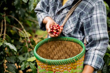Çiftçi konsepti. Olgun kahve tohumu. Robusta arabica üzümü. Taze yeşil yaprak çekirdeği.