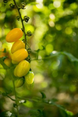 Akıllı tarım teknikleri hidroponik salata teknolojisi domates kırmızısı yeşil taze sürdürülebilir tarım sağlama sağlıklı beslenme desteği yerel çiftçiler gmo olmayan