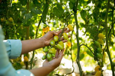Akıllı tarım teknikleri hidroponik salata sebze iş teknolojisi Taze sürdürülebilir çiftçi el yapımı çiftçi el yapımı Gmo olmayan domates kırmızı yeşil tarım yaşam desteğini teşvik eder