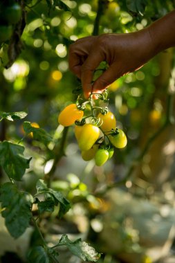 Akıllı tarım teknikleri hidroponik salata sebze iş teknolojisi Taze sürdürülebilir çiftçi el yapımı çiftçi el yapımı Gmo olmayan domates kırmızı yeşil tarım yaşam desteğini teşvik eder
