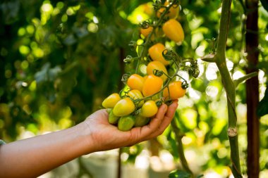 Akıllı tarım teknikleri hidroponik salata sebze iş teknolojisi Taze sürdürülebilir çiftçi el yapımı çiftçi el yapımı Gmo olmayan domates kırmızı yeşil tarım yaşam desteğini teşvik eder