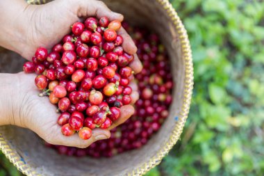 Yakın el hasadı kırmızı kahve tohumu robusta arabica üzümü, kahve çiftliği hasadı. Eller kahve hasadı yapar. Kırmızı böğürtlen eker. Yeşil eko organik çiftlikte taze tohum ağacı yetişir.