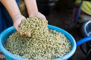 Yakın el hasadı kırmızı kahve tohumu robusta arabica üzümü, kahve çiftliği hasadı. Eller kahve hasadı yapar. Kırmızı böğürtlen eker. Yeşil eko organik çiftlikte taze tohum ağacı yetişir.