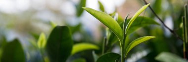 Taze yeşil çay hasadı üzerine kurulu iş konsepti organik çiftliği yeşil bahçeli sağlıklı bitki ağacı yapraklı eko bitkisel çiftçi yaprağı bulanık bitki örtüsü doğal bitkisel bitki örtüsü