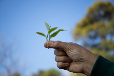 Taze yeşil çay hasadı üzerine kurulu iş konsepti organik çiftliği yeşil bahçeli sağlıklı bitki ağacı yapraklı eko bitkisel çiftçi yaprağı bulanık bitki örtüsü doğal bitkisel bitki örtüsü