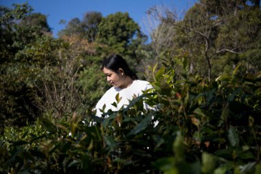 Taze yeşil çay hasadı üzerine kurulu iş konsepti organik çiftliği yeşil bahçeli sağlıklı bitki ağacı yapraklı eko bitkisel çiftçi yaprağı bulanık bitki örtüsü doğal bitkisel bitki örtüsü