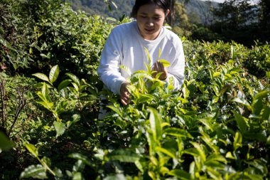 Taze yeşil çay hasadı üzerine kurulu iş konsepti organik çiftliği yeşil bahçeli sağlıklı bitki ağacı yapraklı eko bitkisel çiftçi yaprağı bulanık bitki örtüsü doğal bitkisel bitki örtüsü