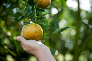 Olgun turuncu tarım kavramı çiftçi, meyve narenciyesi meyve bahçesi mandarin ağacı yetişen organik yapraklar, arka planda yeşil canlı bahçe yaprağı yaprakları, bitki örtüsü, yakın büyüme dalları.