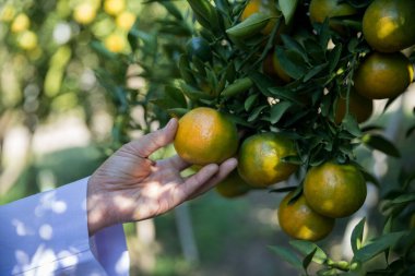 Olgun turuncu tarım kavramı çiftçi, meyve narenciyesi meyve bahçesi mandarin ağacı yetişen organik yapraklar, arka planda yeşil canlı bahçe yaprağı yaprakları, bitki örtüsü, yakın büyüme dalları.