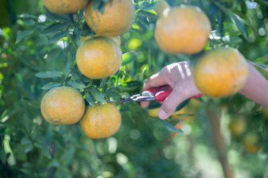 Olgun turuncu tarım kavramı çiftçi, meyve narenciyesi meyve bahçesi mandarin ağacı yetişen organik yapraklar, arka planda yeşil canlı bahçe yaprağı yaprakları, bitki örtüsü, yakın büyüme dalları.