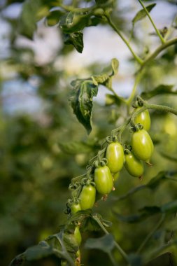 Akıllı tarım teknikleri hidroponik salata teknolojisi domates kırmızısı yeşil taze sürdürülebilir tarım sağlama sağlıklı beslenme desteği yerel çiftçiler gmo olmayan