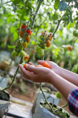 Akıllı tarım teknikleri hidroponik salata teknolojisi domates kırmızısı yeşil taze sürdürülebilir tarım sağlama sağlıklı beslenme desteği yerel çiftçiler gmo olmayan