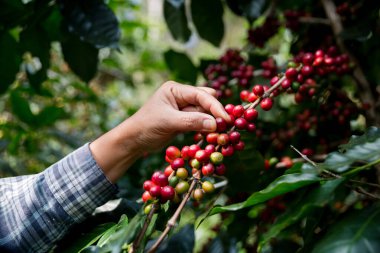 Çiftçi konsepti. Olgun kahve tohumu. Robusta arabica üzümü. Taze yeşil yaprak çekirdeği.