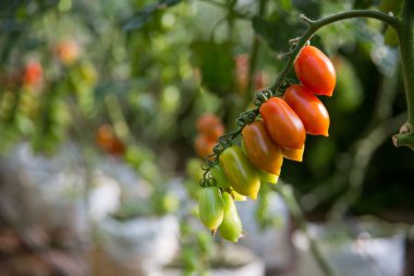 Akıllı tarım teknikleri hidroponik salata teknolojisi domates kırmızısı yeşil taze sürdürülebilir tarım sağlama sağlıklı beslenme desteği yerel çiftçiler gmo olmayan
