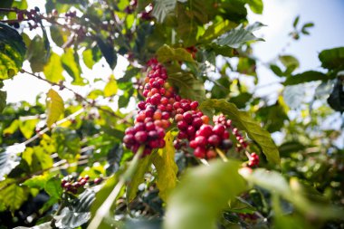 Çiftçi konsepti olgunlaşmış kahve tohumu robusta arabica üzümü. Taze yeşil yapraklı fasulye. Turuncu ekin sarı böğürtlen.
