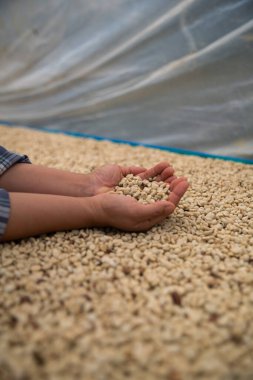 Çiftçi konsepti. Olgun kahve tohumu. Robusta arabica üzümü. Taze yeşil yaprak çekirdeği.