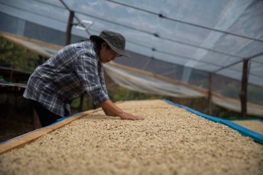 Çiftçi konsepti. Olgun kahve tohumu. Robusta arabica üzümü. Taze yeşil yaprak çekirdeği.