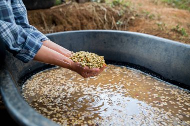 Çiftçi konsepti. Olgun kahve tohumu. Robusta arabica üzümü. Taze yeşil yaprak çekirdeği.
