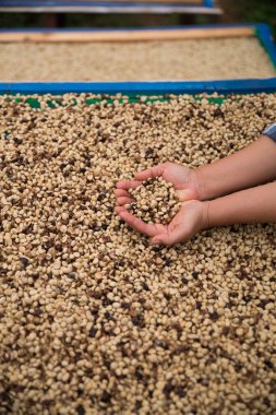 Çiftçi konsepti. Olgun kahve tohumu. Robusta arabica üzümü. Taze yeşil yaprak çekirdeği.