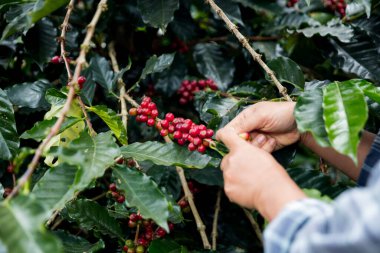Çiftçi konsepti. Olgun kahve tohumu. Robusta arabica üzümü. Taze yeşil yaprak çekirdeği.