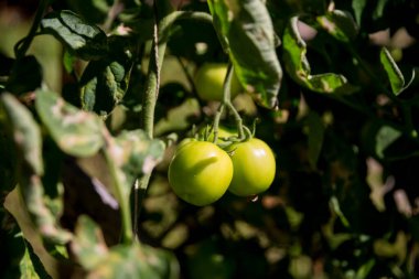 Akıllı tarım teknikleri hidroponik salata teknolojisi domates kırmızısı yeşil taze sürdürülebilir tarım sağlama sağlıklı beslenme desteği yerel çiftçiler gmo olmayan