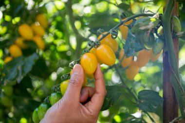 Akıllı tarım teknikleri hidroponik salata sebze iş teknolojisi Taze sürdürülebilir çiftçi el yapımı çiftçi el yapımı Gmo olmayan domates kırmızı yeşil tarım yaşam desteğini teşvik eder