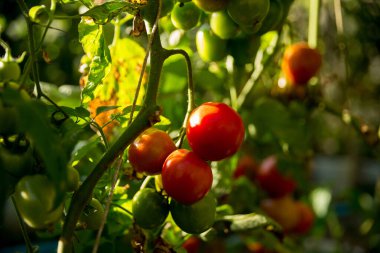 Akıllı tarım teknikleri hidroponik salata teknolojisi domates kırmızısı yeşil taze sürdürülebilir tarım sağlama sağlıklı beslenme desteği yerel çiftçiler gmo olmayan