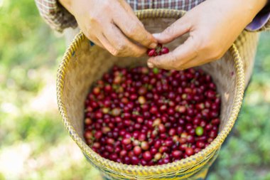 Yakın el hasadı kırmızı kahve tohumu robusta arabica üzümü, kahve çiftliği hasadı. Eller kahve hasadı yapar. Kırmızı böğürtlen eker. Yeşil eko organik çiftlikte taze tohum ağacı yetişir.