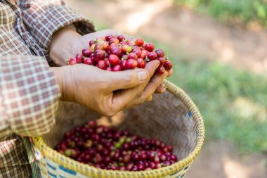 Yakın el hasadı kırmızı kahve tohumu robusta arabica üzümü, kahve çiftliği hasadı. Eller kahve hasadı yapar. Kırmızı böğürtlen eker. Yeşil eko organik çiftlikte taze tohum ağacı yetişir.