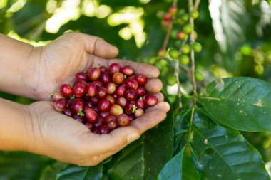 Yakın el hasadı kırmızı kahve tohumu robusta arabica üzümü, kahve çiftliği hasadı. Eller kahve hasadı yapar. Kırmızı böğürtlen eker. Yeşil eko organik çiftlikte taze tohum ağacı yetişir.