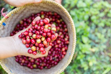 Yakın el hasadı kırmızı kahve tohumu robusta arabica üzümü, kahve çiftliği hasadı. Eller kahve hasadı yapar. Kırmızı böğürtlen eker. Yeşil eko organik çiftlikte taze tohum ağacı yetişir.