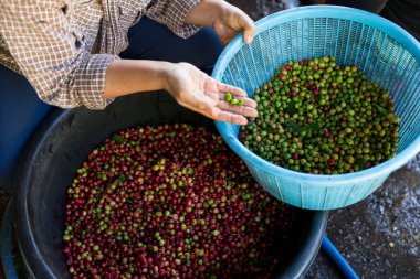 Yakın el hasadı kırmızı kahve tohumu robusta arabica üzümü, kahve çiftliği hasadı. Eller kahve hasadı yapar. Kırmızı böğürtlen eker. Yeşil eko organik çiftlikte taze tohum ağacı yetişir.