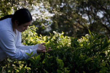 Taze yeşil çay hasadı üzerine kurulu iş konsepti organik çiftliği yeşil bahçeli sağlıklı bitki ağacı yapraklı eko bitkisel çiftçi yaprağı bulanık bitki örtüsü doğal bitkisel bitki örtüsü