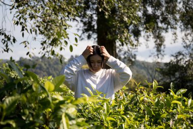 Taze yeşil çay hasadı üzerine kurulu iş konsepti organik çiftliği yeşil bahçeli sağlıklı bitki ağacı yapraklı eko bitkisel çiftçi yaprağı bulanık bitki örtüsü doğal bitkisel bitki örtüsü